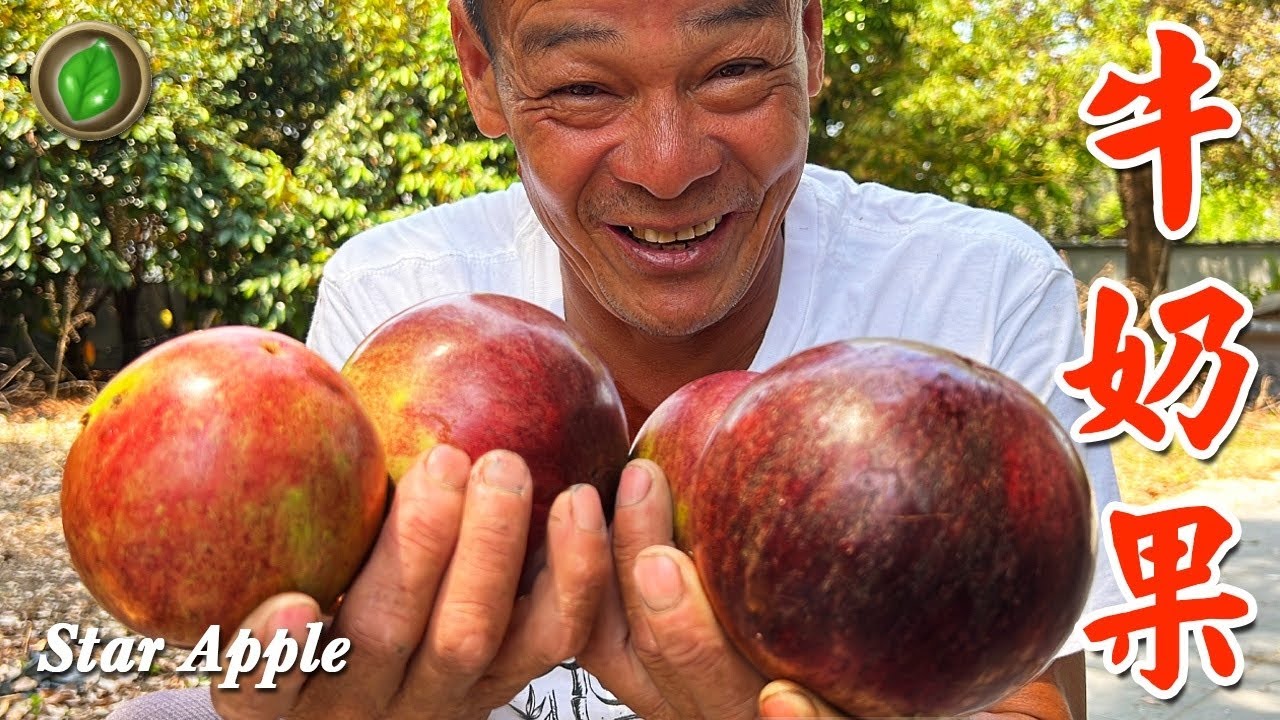 農村第8集 | 牛奶果 | 星蘋果 | Star Apple | 萍哥Pinger