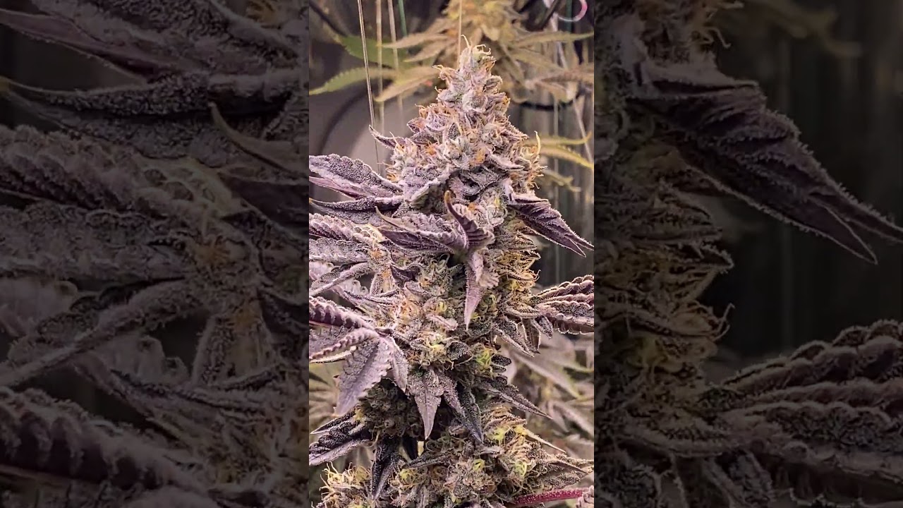 SATURNZ Bred by  Kingseeds