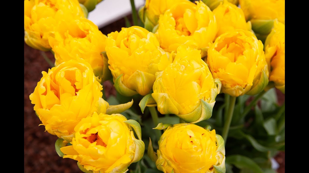 RHS Malvern Spring Festival  - Floral Marquee 2018