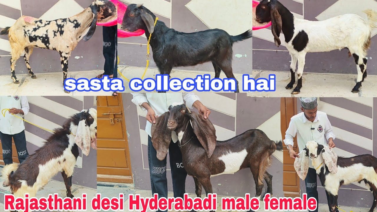Aaj chance ke goats hai Hyderabadi Rajasthani desi bakriya or Bakre hai available in Hyderabad 
