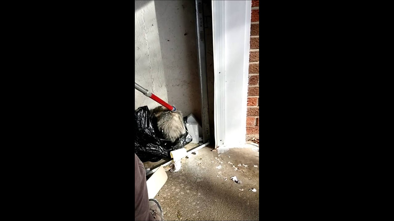 Possum removal from garage