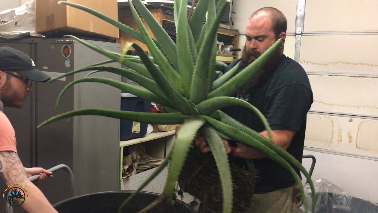 How to Repot a Gigantic Aloe Vera Plant! 🌿👀