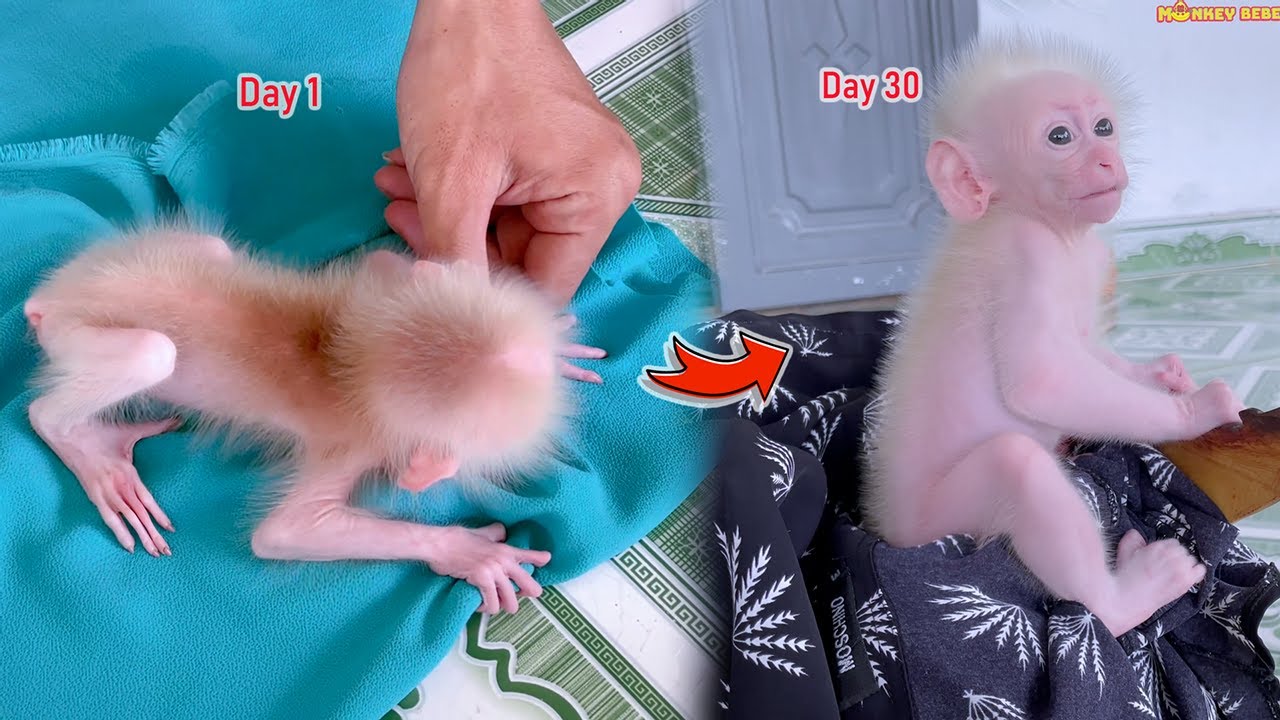 How has BeBe the monkey changed after one month of being adopted?