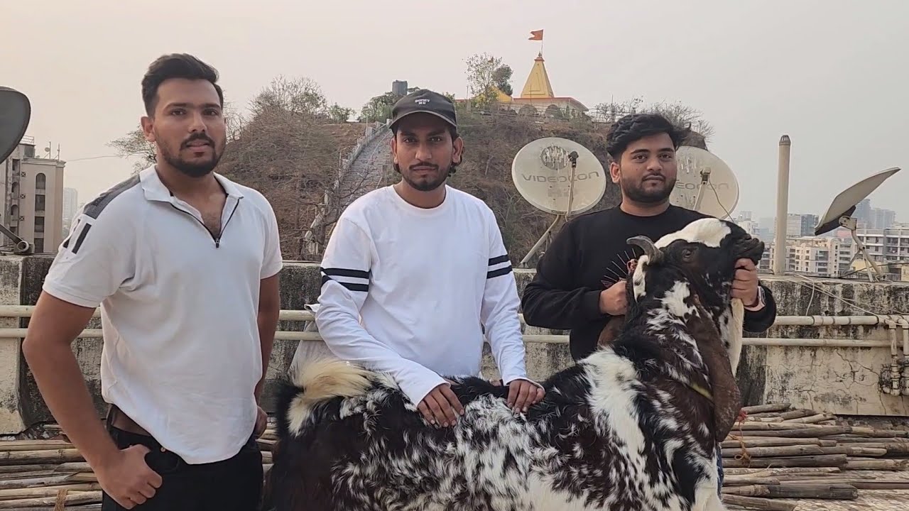 Biggest Goats Of Team Andheri | Akbar Bhai Mumbai | MMGF.