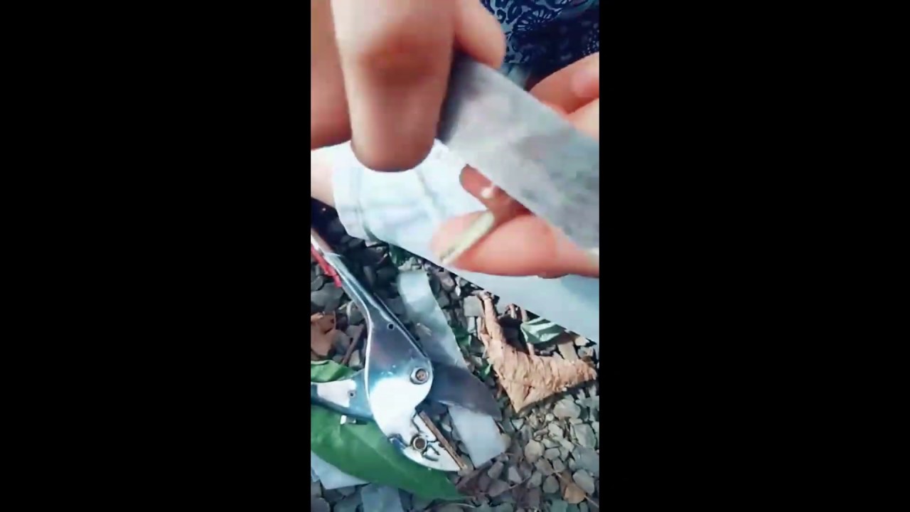 Guava grafting | Guava wedge grafting | wedge grafting in guava | grafting garden