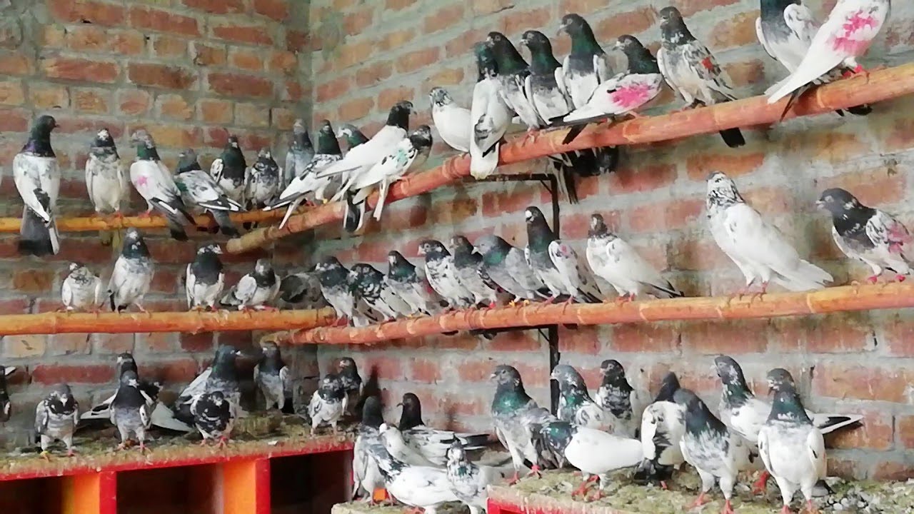 Highflyer Kabootar for sale in Lahore Ali Rajput (0301-9785725)