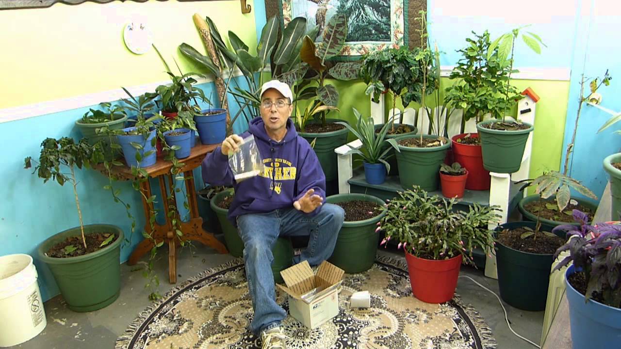 Voodoo Lily