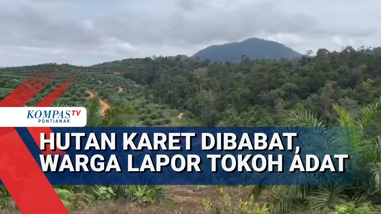Lahan Diserobot Pengusaha Untuk Kebun Sawit, Warga Lapor Tokoh Adat