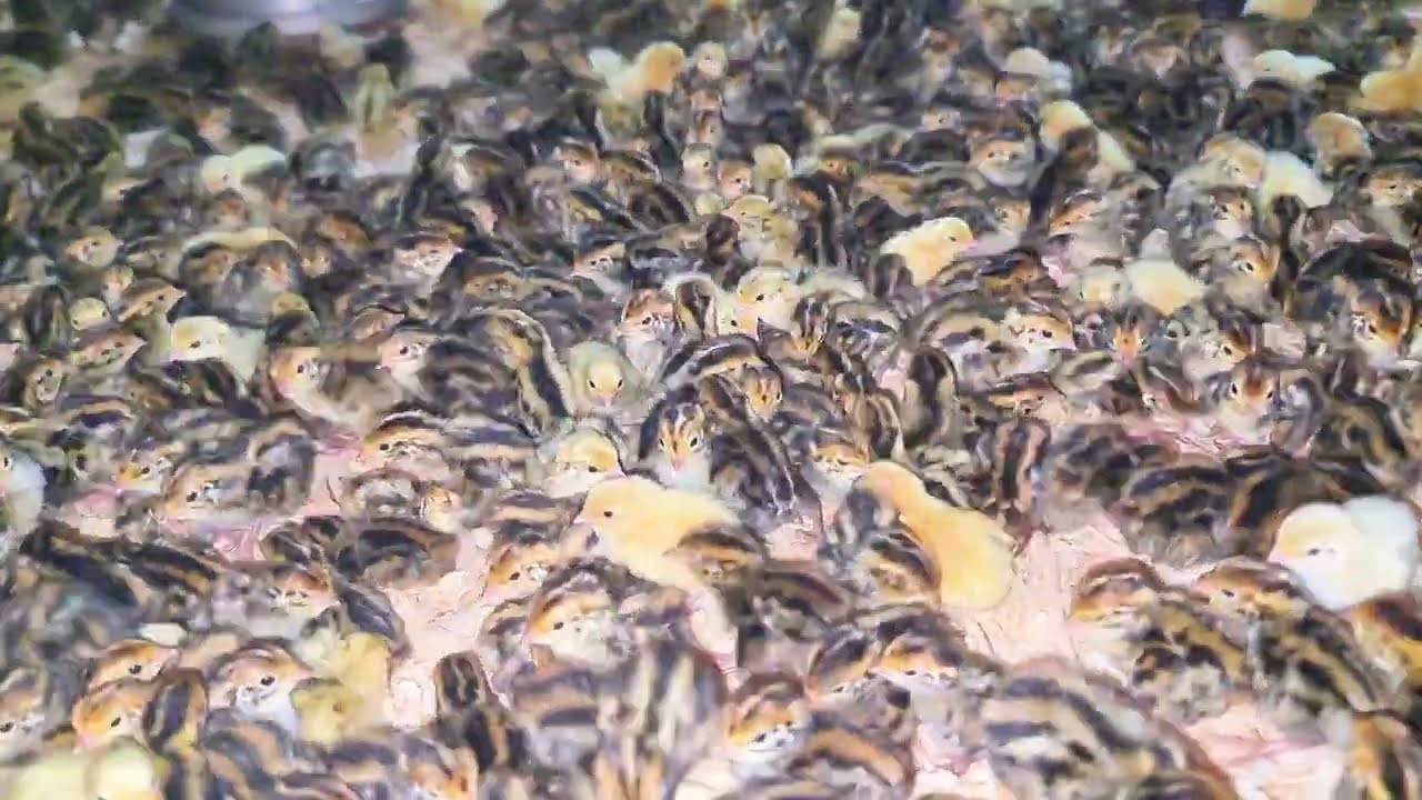 How to care manage day old quail chicks || aik din k Btair k bache k dekh bhal kese karen ||