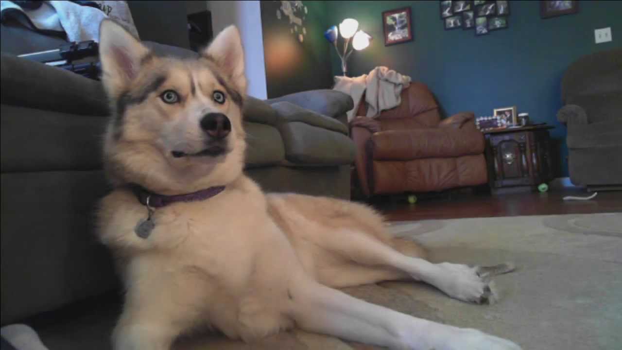 Previously LIVE with Gone to the Snow Dogs