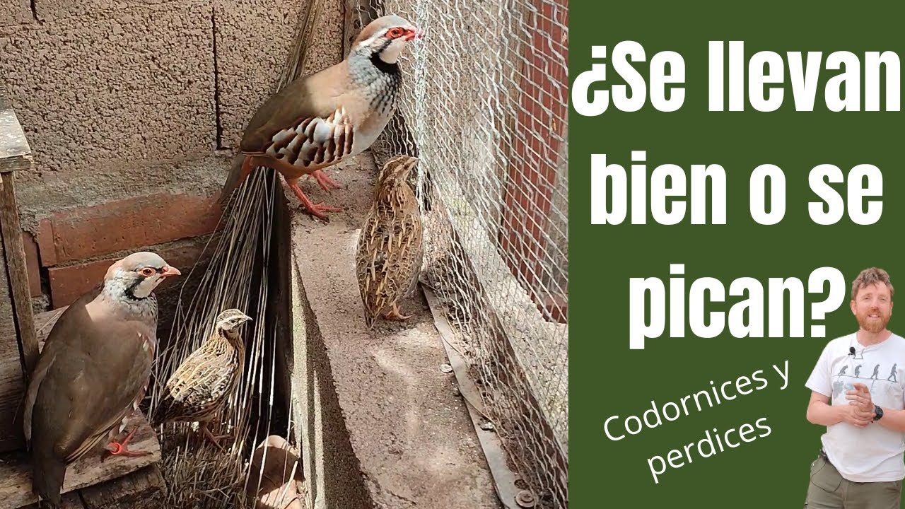 ¿Pueden vivir codornices con perdices? Hacemos la prueba