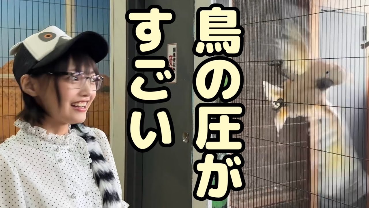 鳥のサービスが凄すぎた
