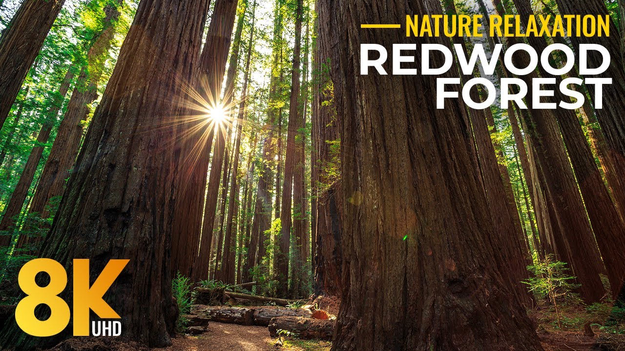 8K Relaxing Redwood Forest in Summer - Largest Trees Immersive Experience with Real Sounds