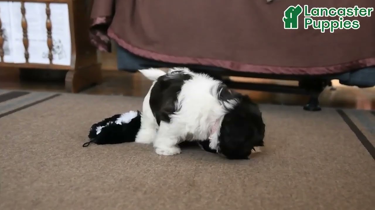 Playful Teddy Bear Puppy