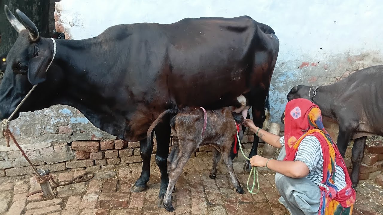 आज  हमारे  यहाँ  नया  महमान #youtube  #long videos #family vlog ♥️ ❤️