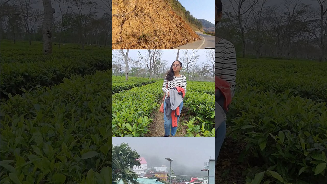 || explore northeast India || tea garden Assam || #travelvlog #mountains #teagarden #northeast