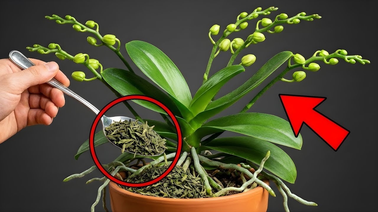1 Spoon Weekly For Orchids—boosts Strong Roots And Instant New Blooms.