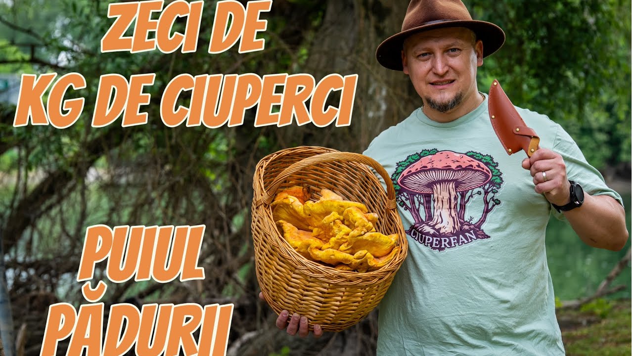 Unde gasesc ciuperca Puiul Padurii si cum o recunosc