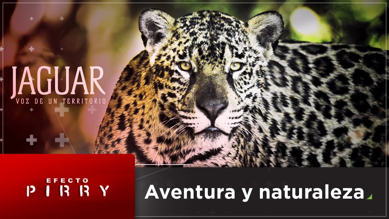 Efecto Pirry | La importancia del jaguar, mucha aventura y naturaleza, solo en red+