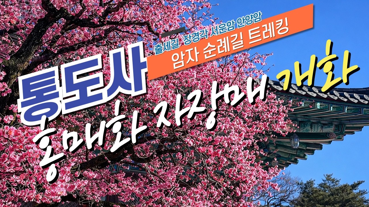 양산 통도사 홍매화 자장매 개화 지금 가세요 (26.02.19 개화 실시간) | 암자 순례길 트레킹 | 출세길 안양암 서운암 16만도자대장경
