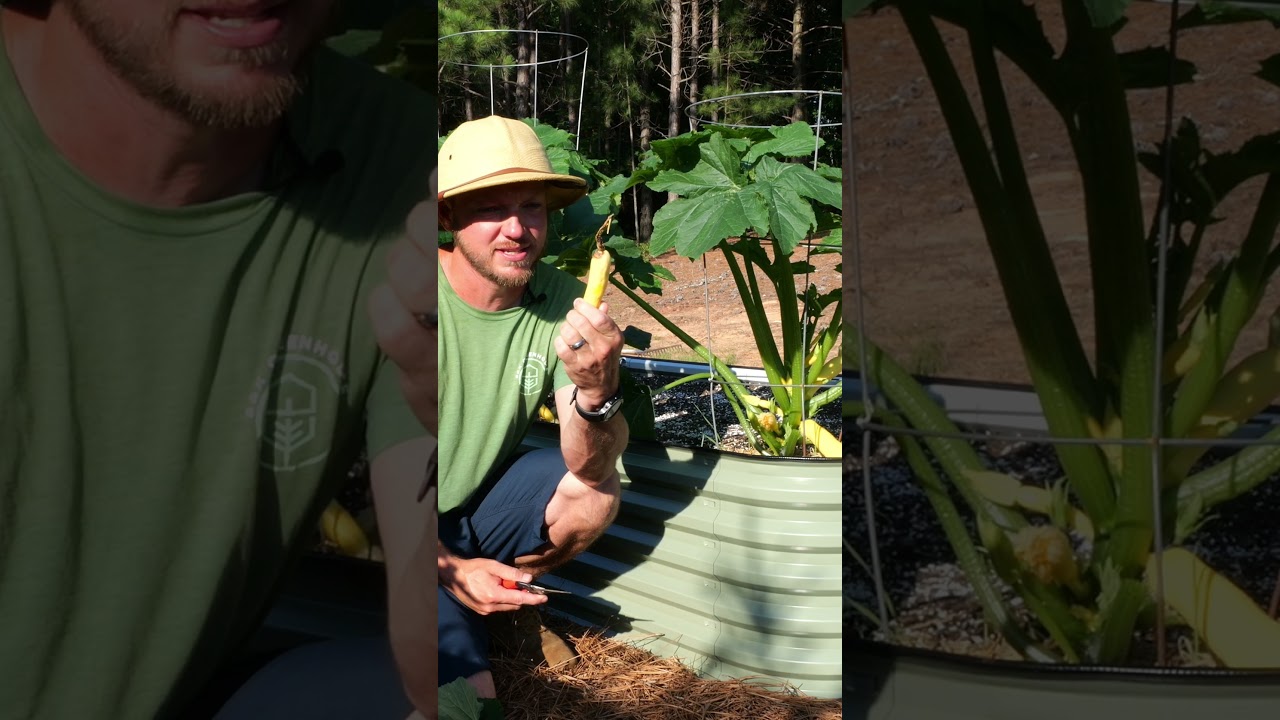 Three reasons you should prune your zucchini or squash plants! #raisedbedgarden #raisedbeds #garden