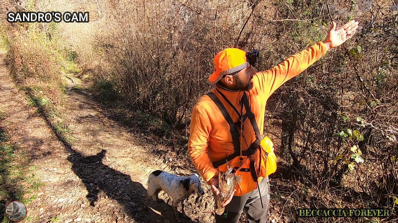 POKER DI REGINE PER I SETTER DI BECCACCIA FOREVER- Caccia autentica con il cane da ferma