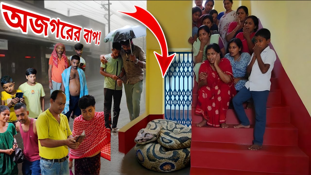 সবথেকে বড় Russell's Viper ধরলাম আজ! বৃষ্টির দিনে Mega Rescue Operation #snake #snakesaverbrothers