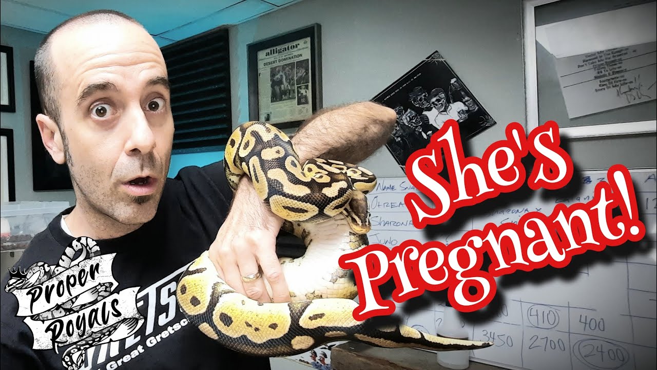 How to tell if your Ball Python is PREGNANT (Gravid).  A close look!
