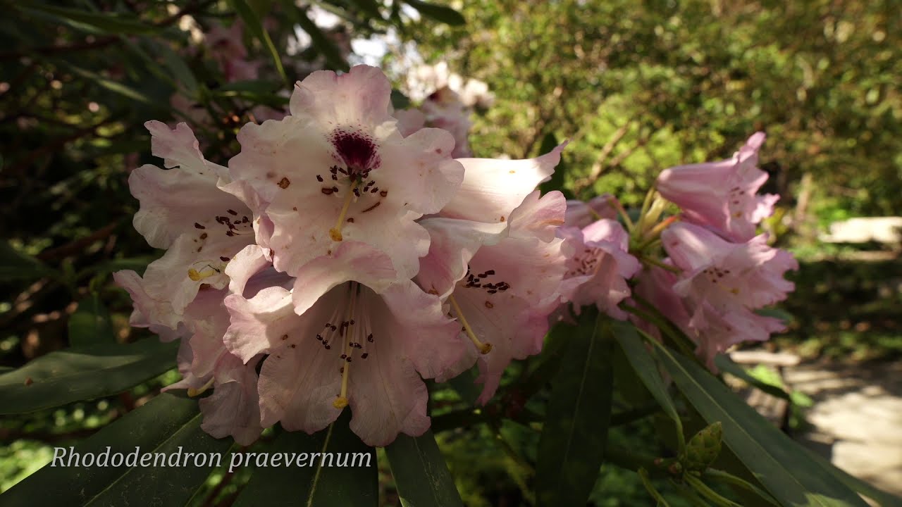 UVic Finnerty Gardens Tour