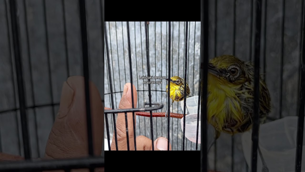 Cara Menjinakan Burung Pleci #pleci #kicaumania #terapipleci #terapiburungmacet #burung