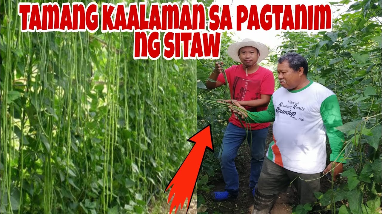 SITAW FARMING | Paano magtanim at Mag-Alaga ng Sitaw?