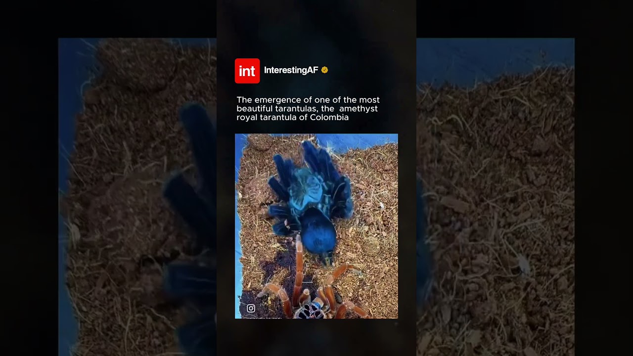 The RAREST Spider! 🕷️