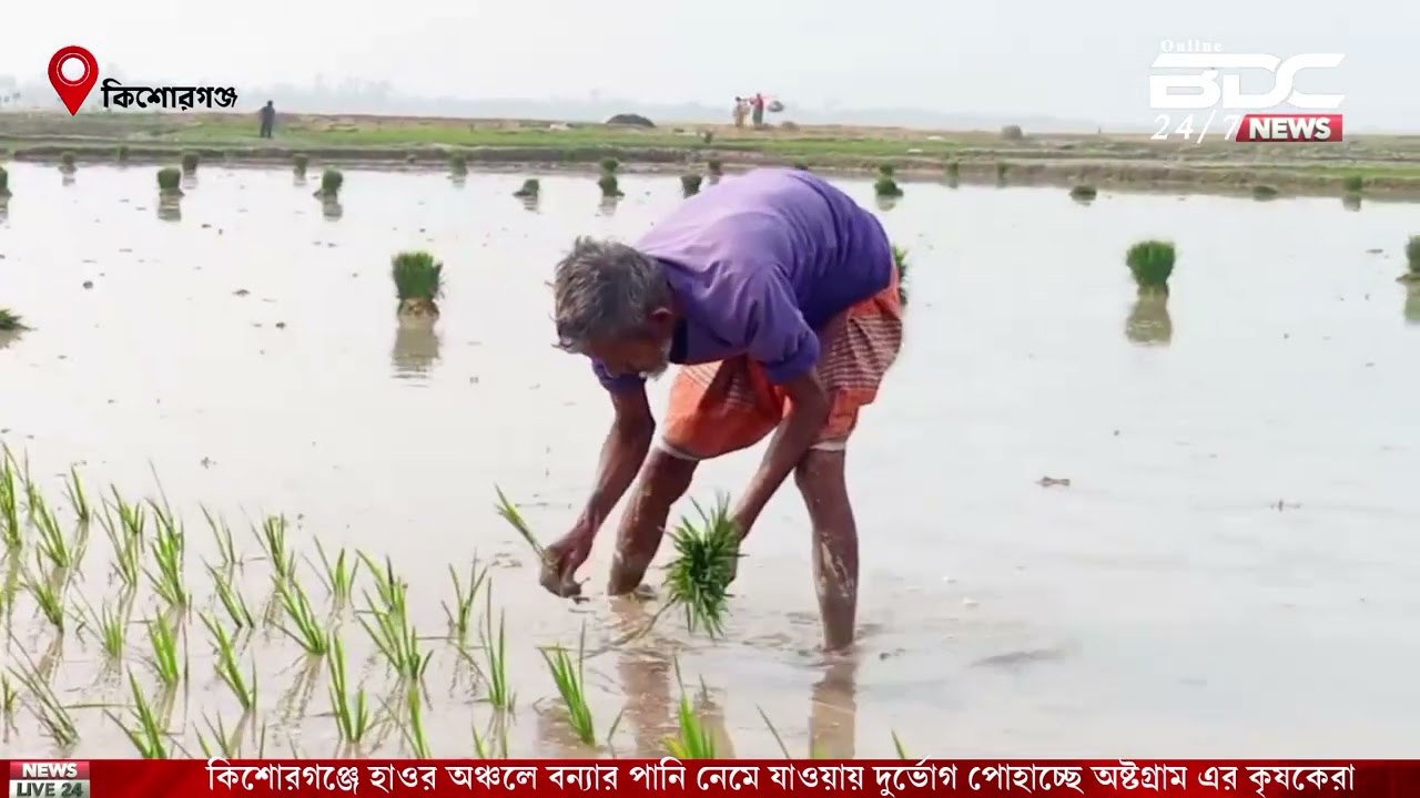 কিশোরগঞ্জে দুর্ভোগে পড়েছে কৃষকরা। kisorganj।farmar।BDC24ONline।Bangladesh। 