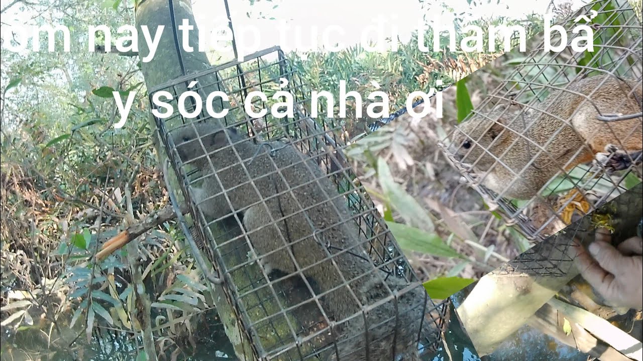Hôm nay tiếp tục đi thăm bẩy sóc cả nhà ơi 