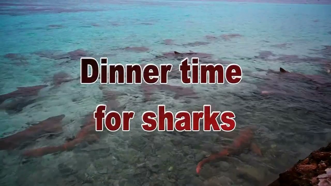 Maldives Thinadhoo 2025