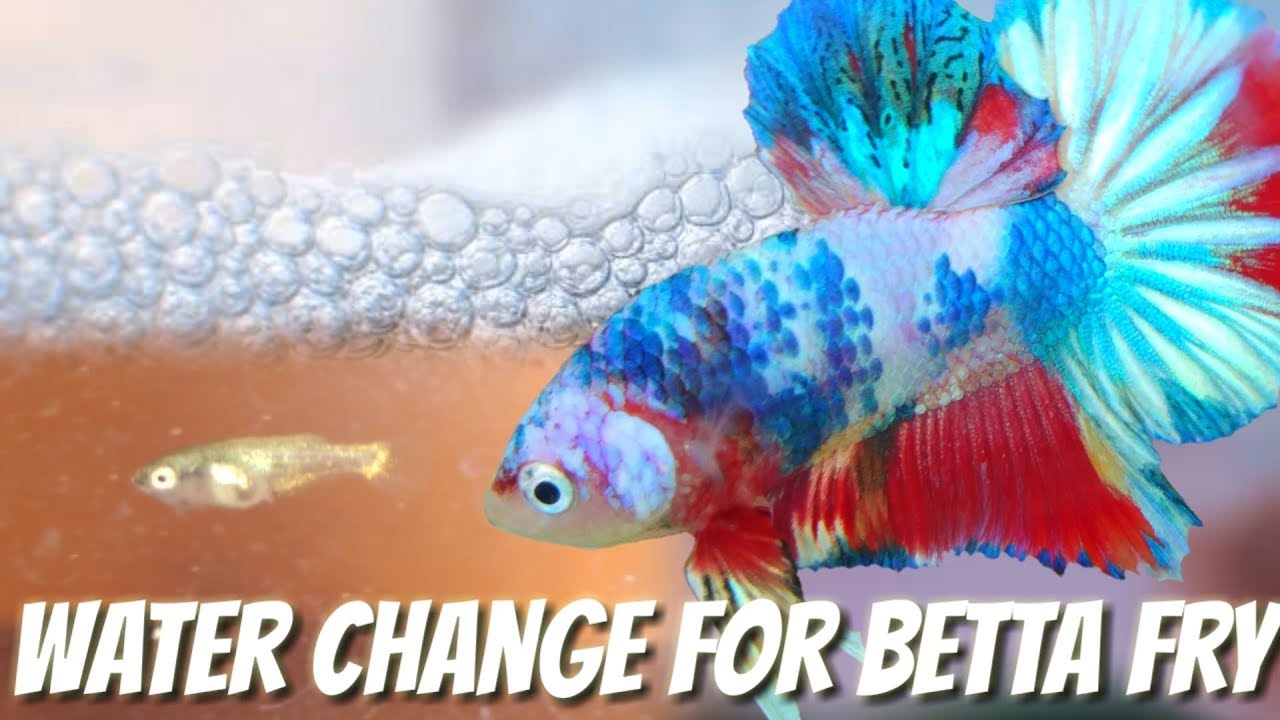 Betta Fry Care - How to maintain betta fry water in small place