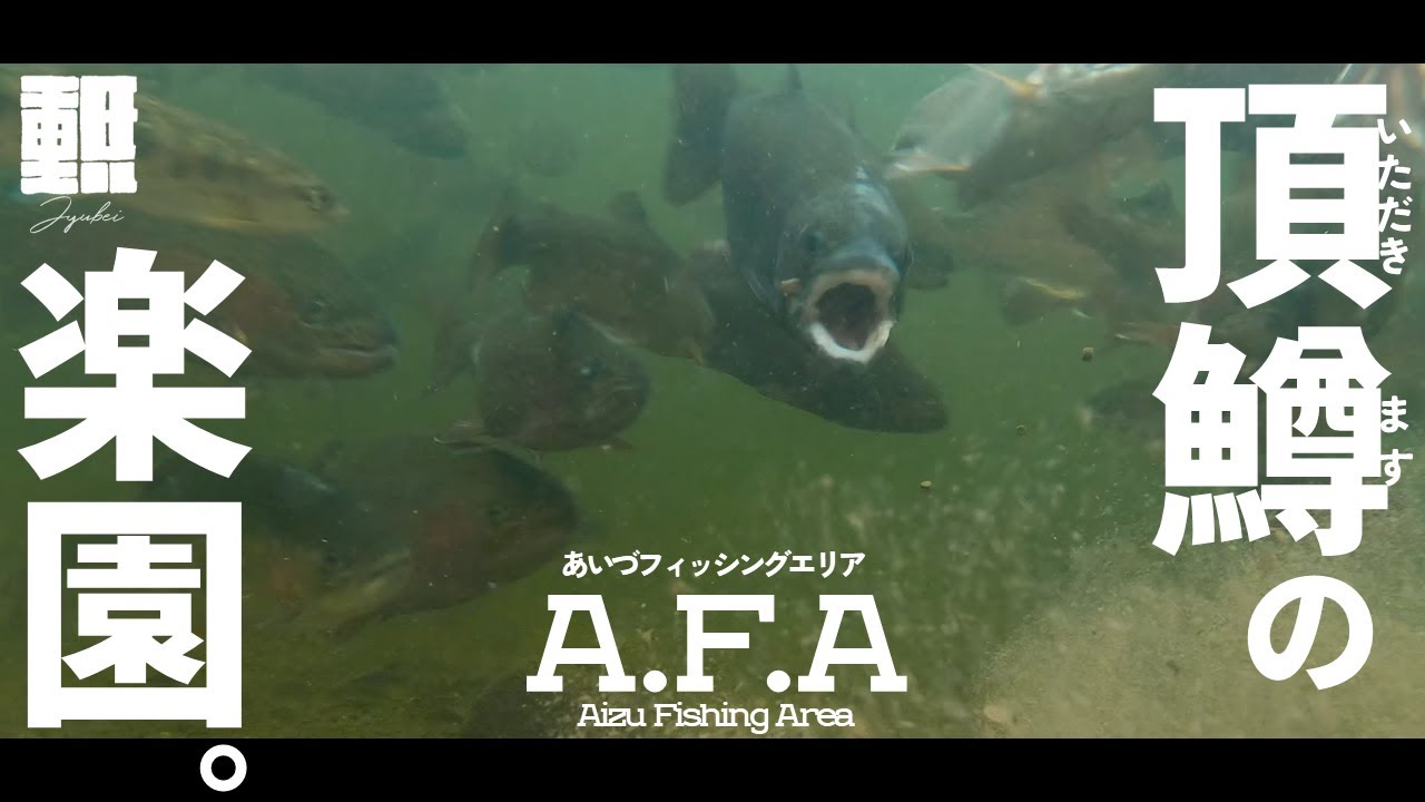 管理釣り場でミノーだけ、完全予約制の大型頂鱒の楽園【Eng Subs】#エリアトラウト #エリアミノーイング #あいづフィッシングエリア