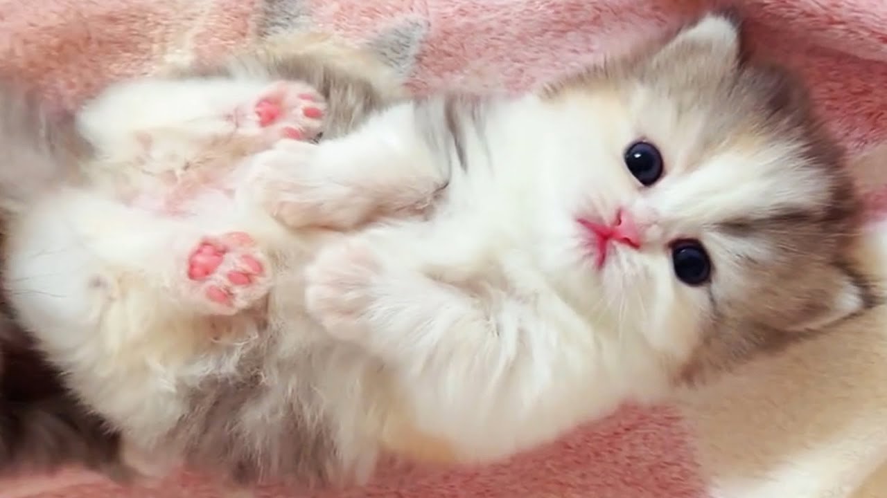 Самые маленькие и самые милые котенки на Земле! ♥
