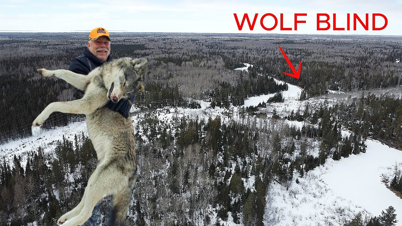 Wolf Hunting Manitoba - Guiding with Sandy River Outfitters