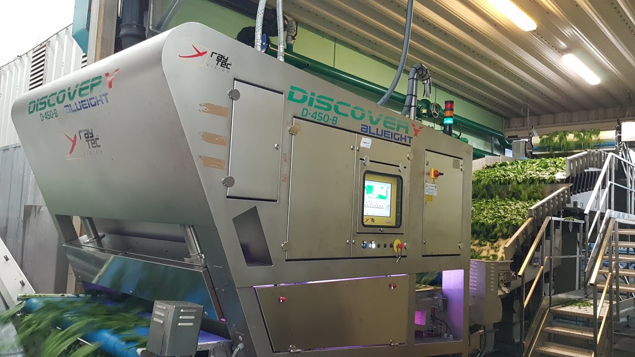 Discovery optical sorting machine for spinaches | RAYTEC VISION SpA