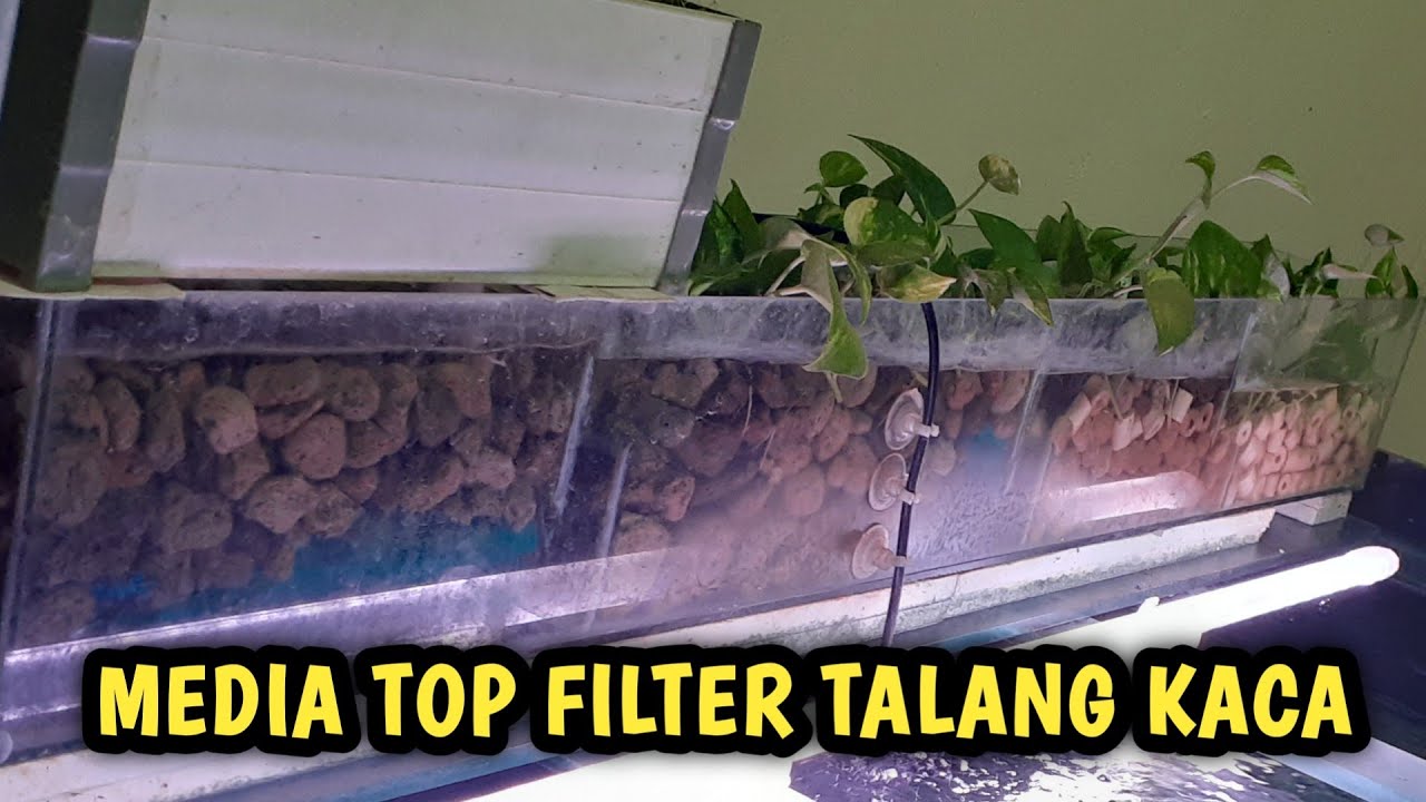 Susunan media filter talang kaca aquarium ikan mas koki