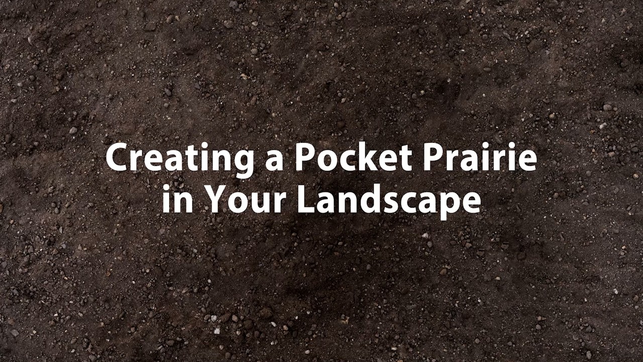 Creating a Pocket Prairie in Your Landscape | Second Sunday Garden Forum