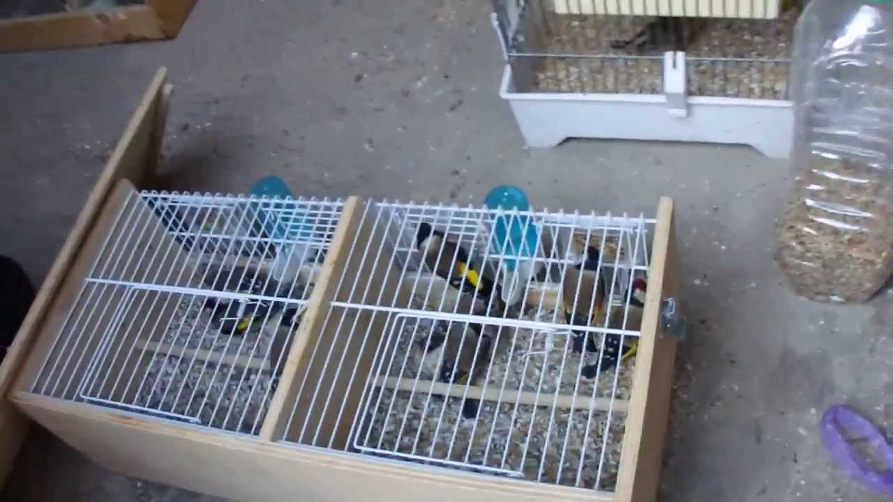 trafic de chardonnerets au marché aux puces de Marseille