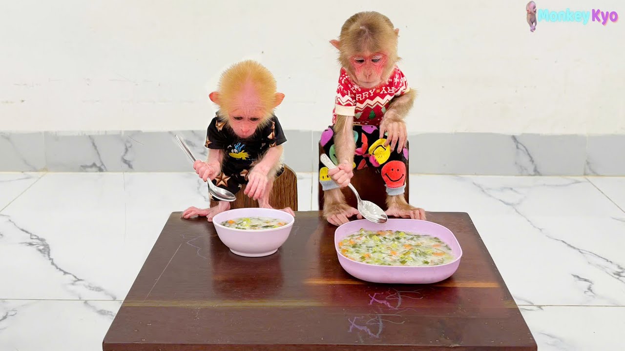 Too cute to handle! Baby monkey Kyo & BuNa enjoy vegetable porridge