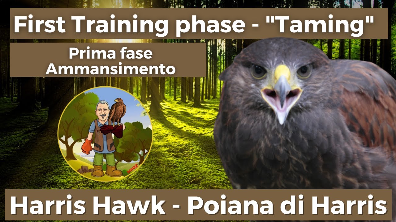 harris hawk training, first phase 