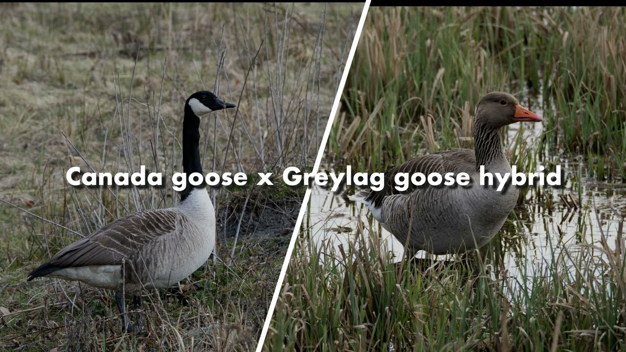 Canada goose x Greylag goose hybrid