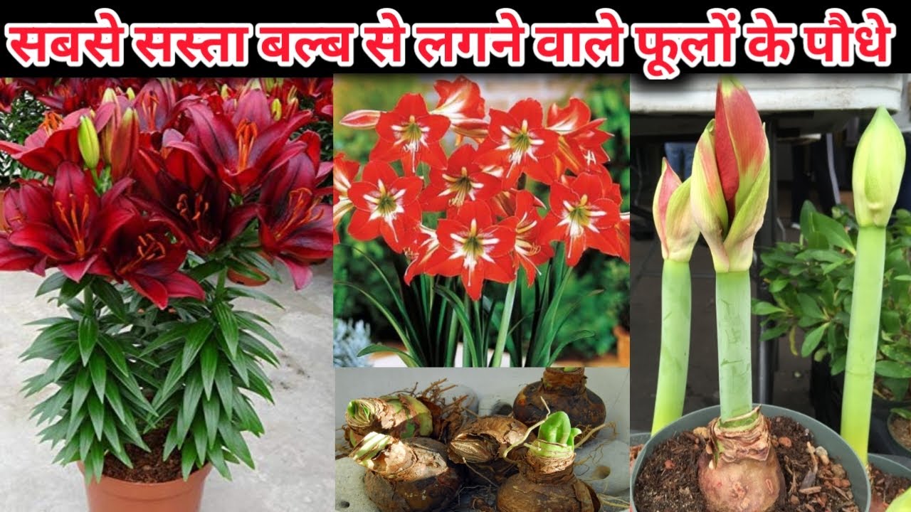 मार्च - अप्रैल बल्ब से लगने वाले 15 फूलों वाले पौधे के नाम/सबसे सस्ता बल्ब से लगने वाले पौधे