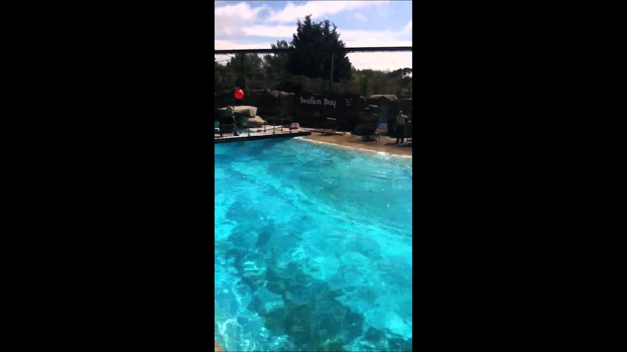 Sealion bay @ chessington zoo