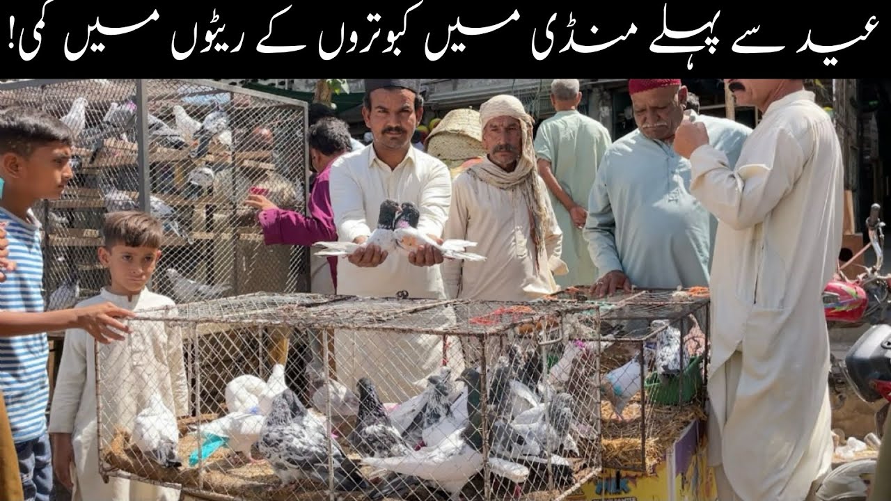 Kabootar Market Lalukhet Sunday Video Latest Update 30-3-2025 in Urdu/Hindi (EID MUBARAK )