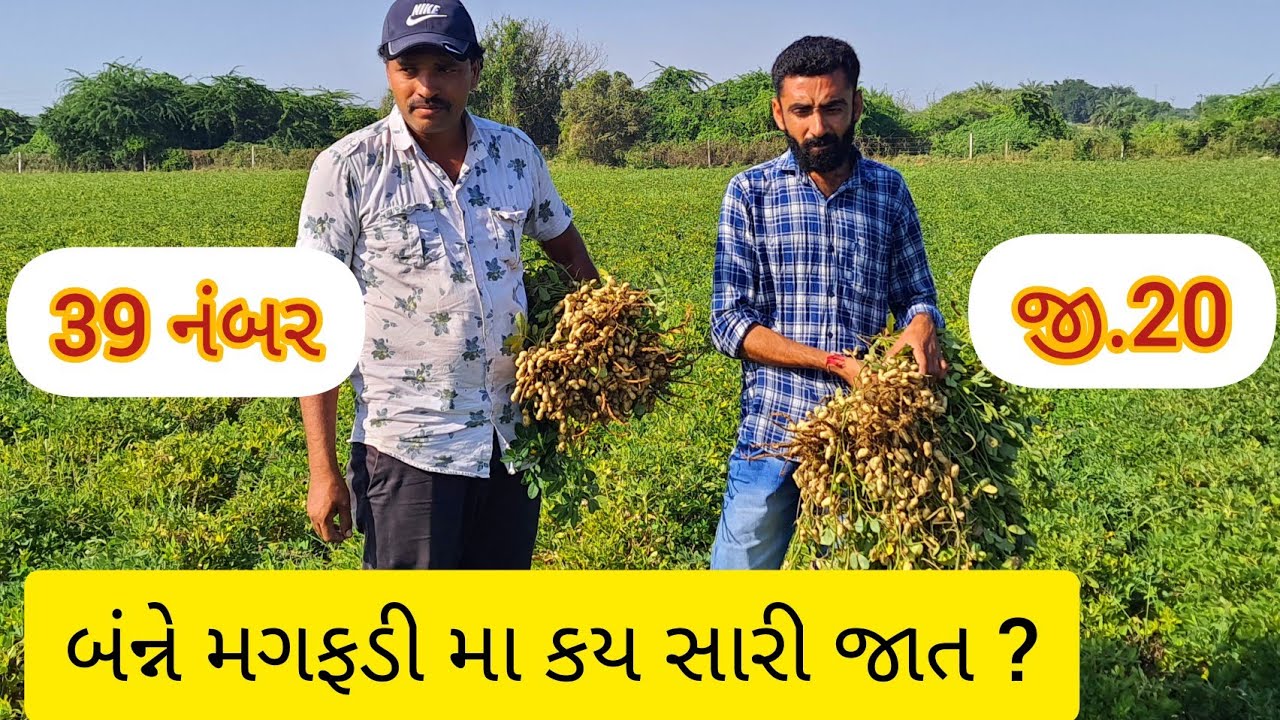39 નંબર, જી 20 મગફડી માથી કય જાત સારી ?